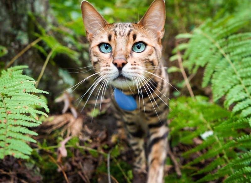 7 Activities to Enjoy With Your Curious Cat